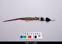 藏品(布袋戲道具-羽毛)的圖片